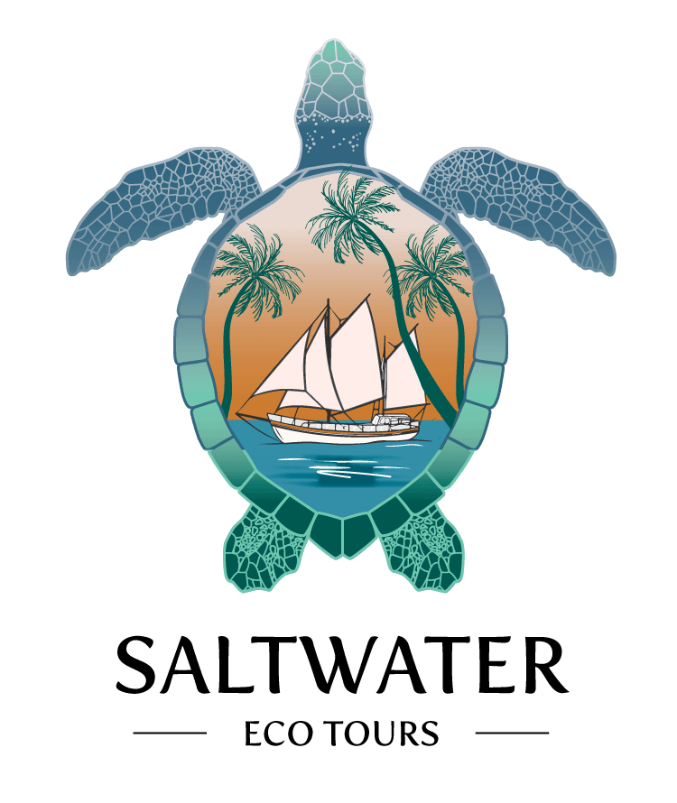 Saltwater Eco Tours